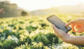 Farmer checking touchpad in Nappa cabbage Fram in summer