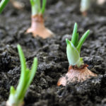 Sprouting onion, farming, growing