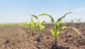 New shoots representing emergng managers